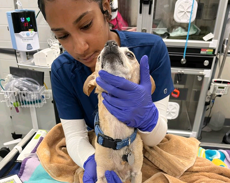 Mya Rivers practices animal handling techniques with a small dog during Veterinary CTE training